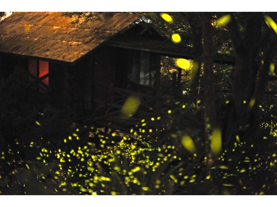 民宿自然農法，園區自然環境，木屋外就有螢火蟲飛舞