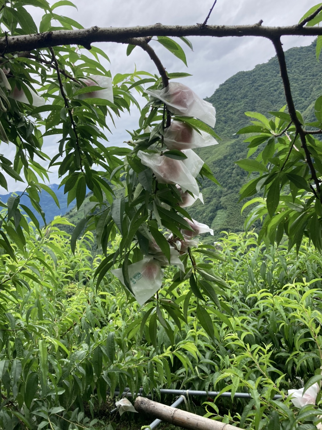 山豬的窩-7