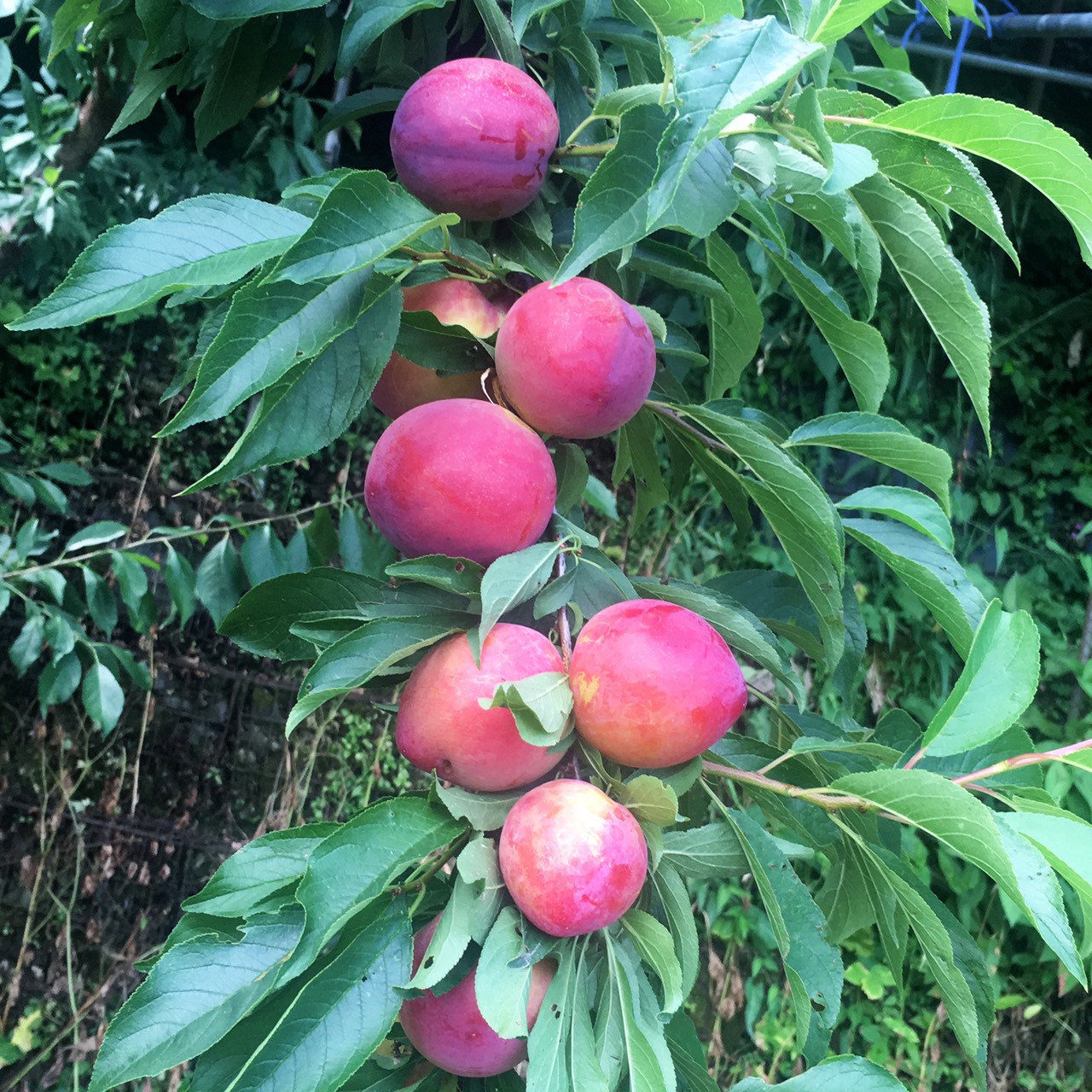 山豬的窩-5