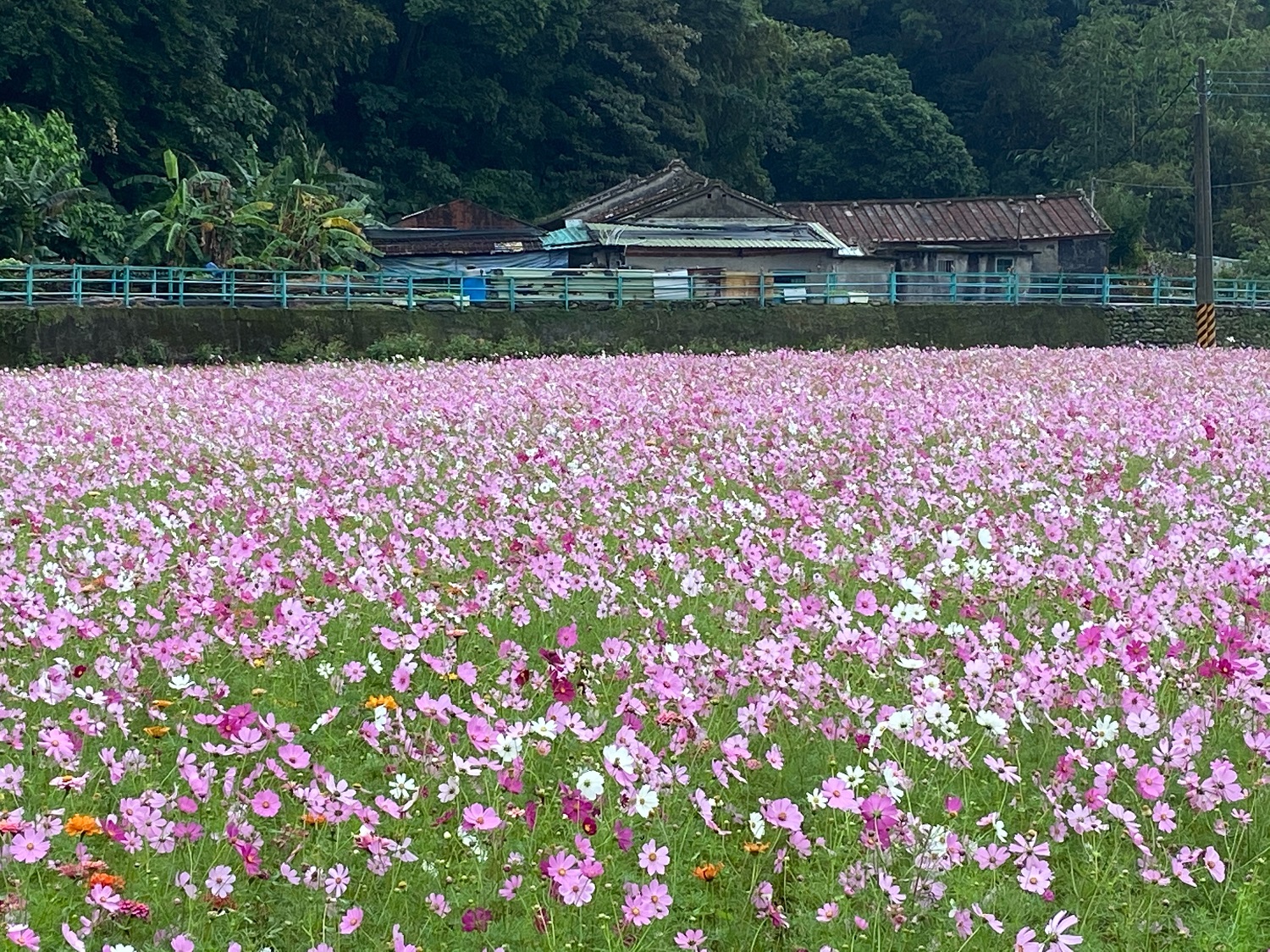 照片