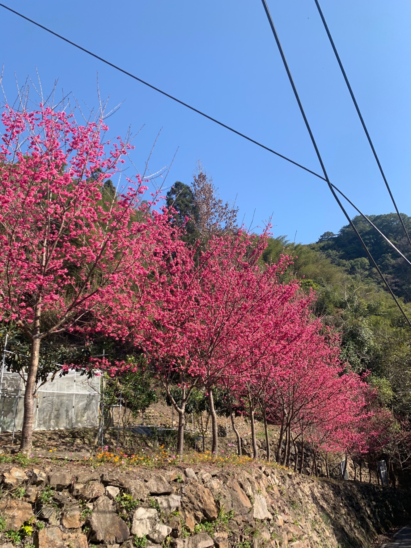 旭美莊園2