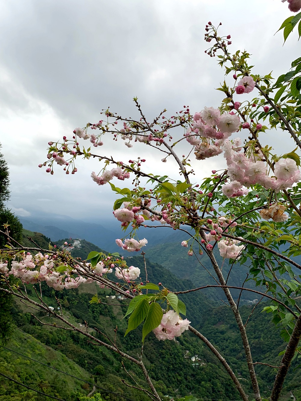 照片