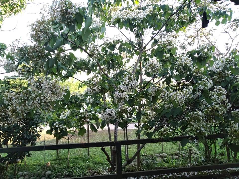 逸雲莊-27