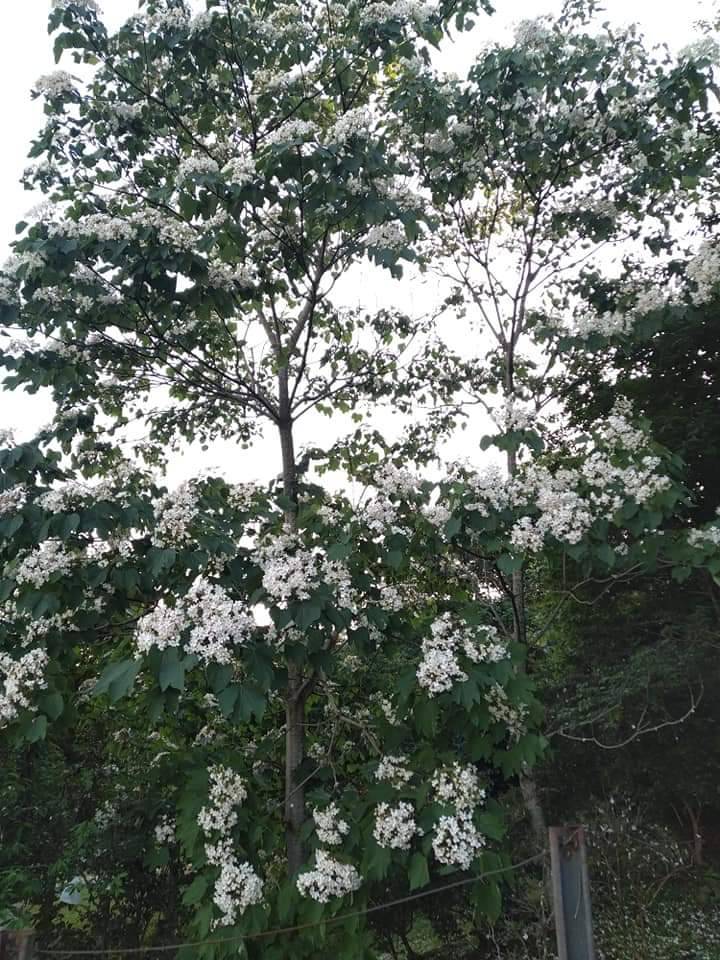 逸雲莊-33