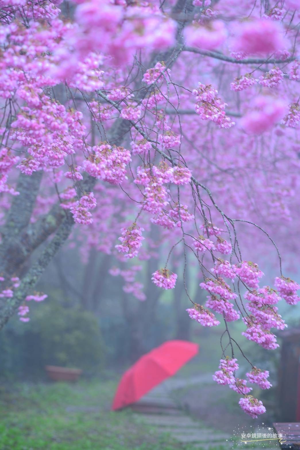 楓墅-21