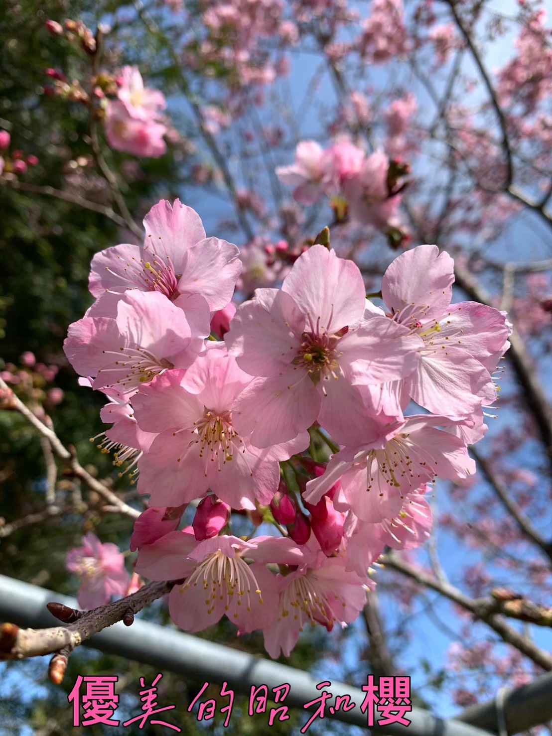 照片