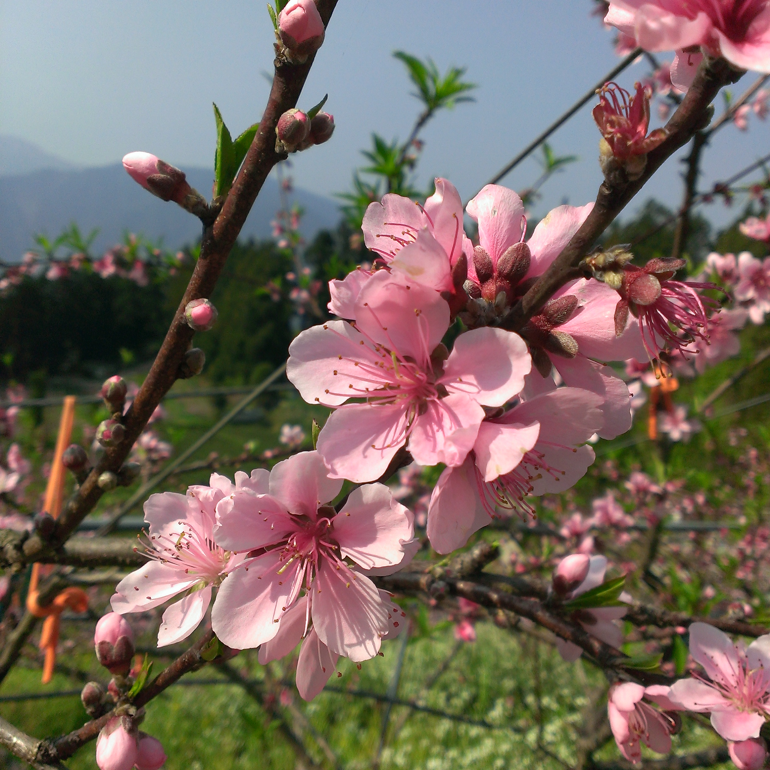 梵雲小棧-12