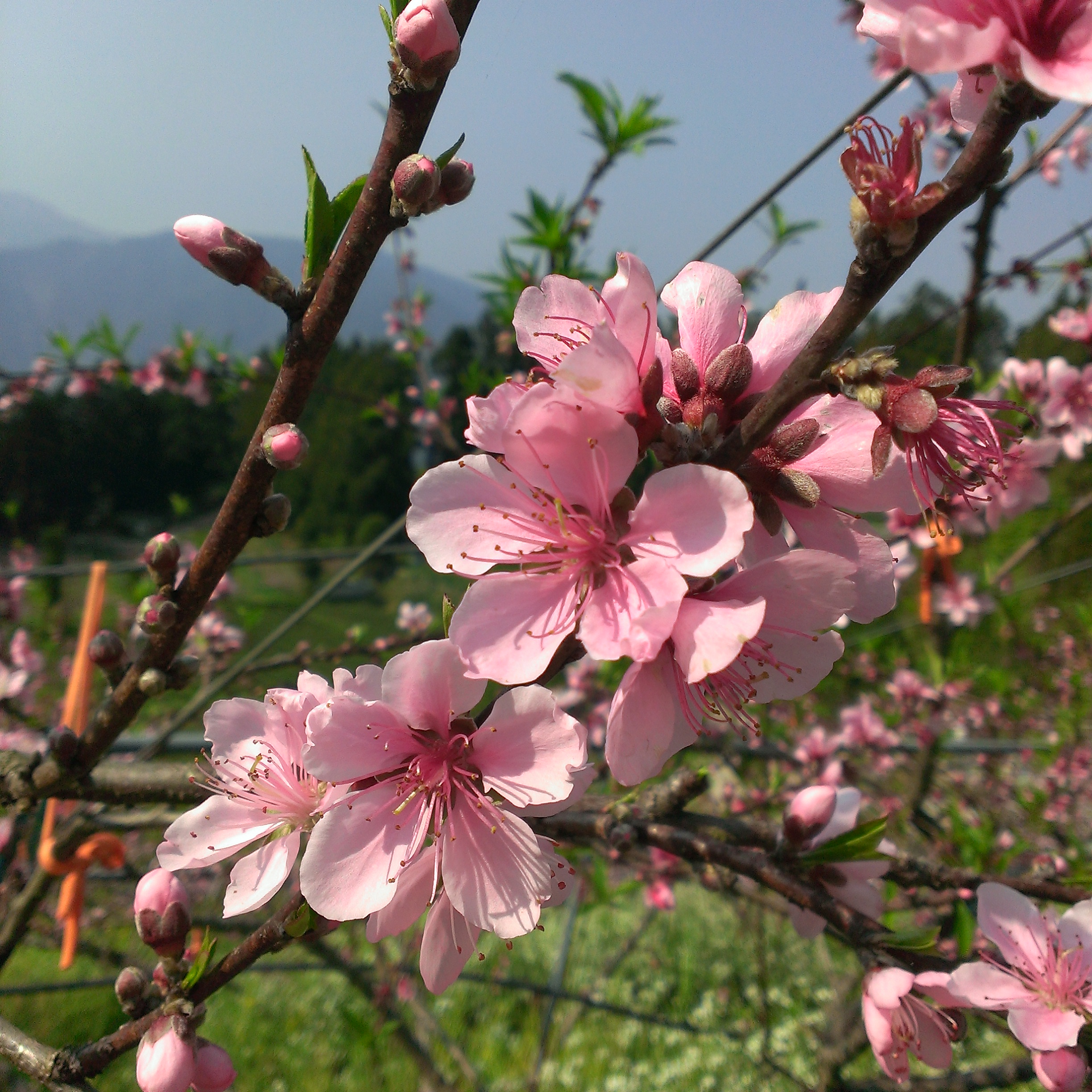 果園桃花