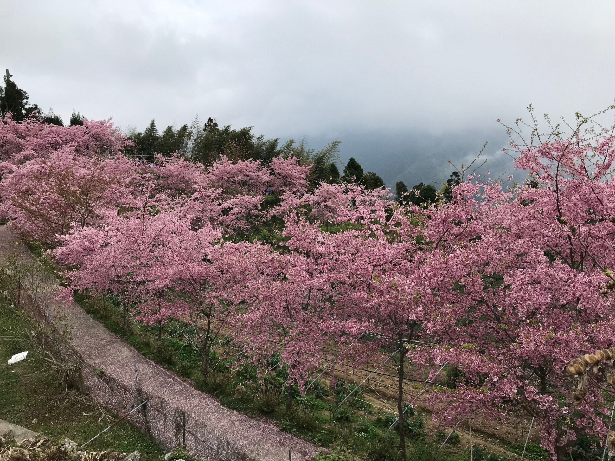 梵雲小棧-15