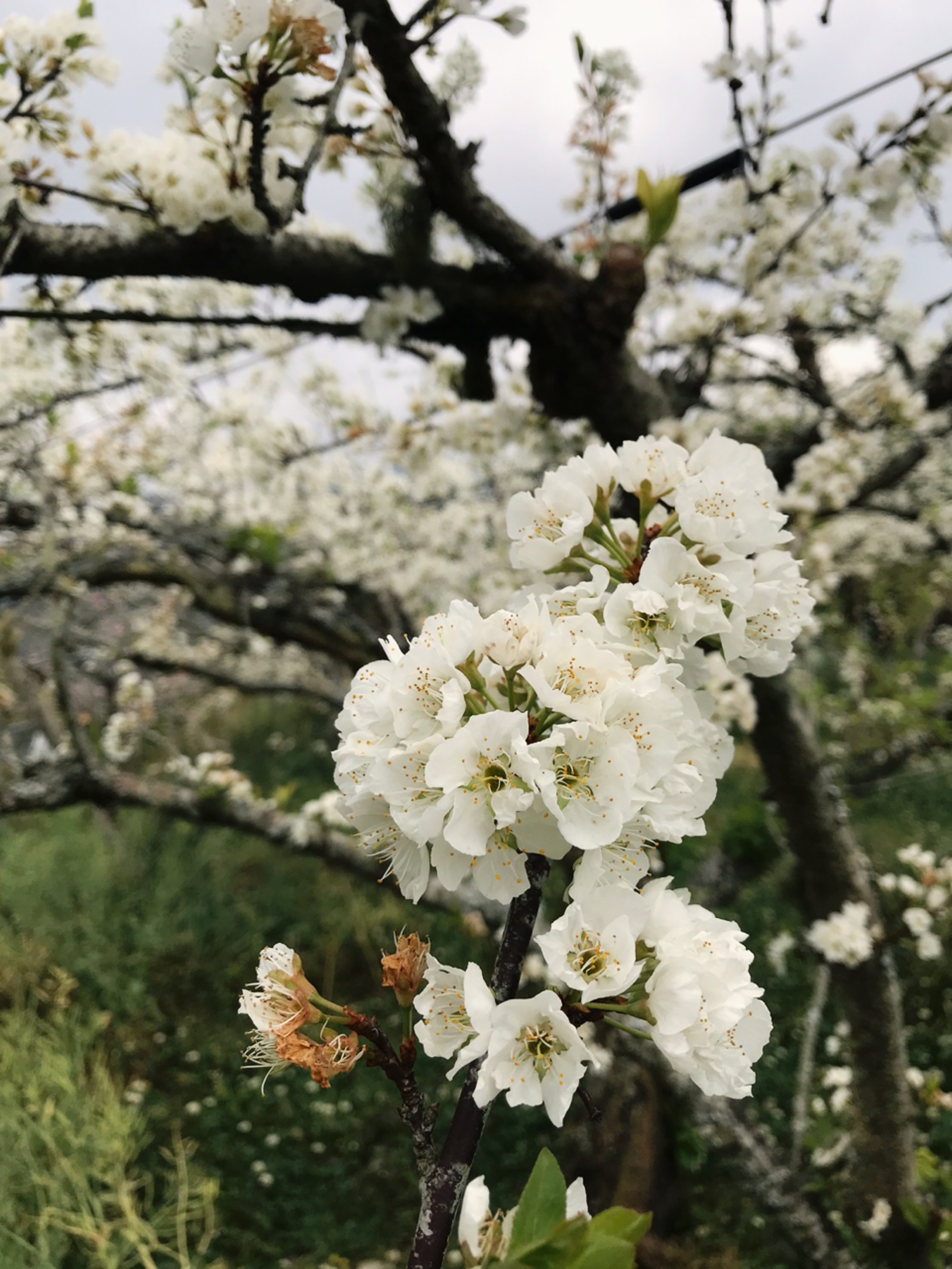 梵雲小棧-3