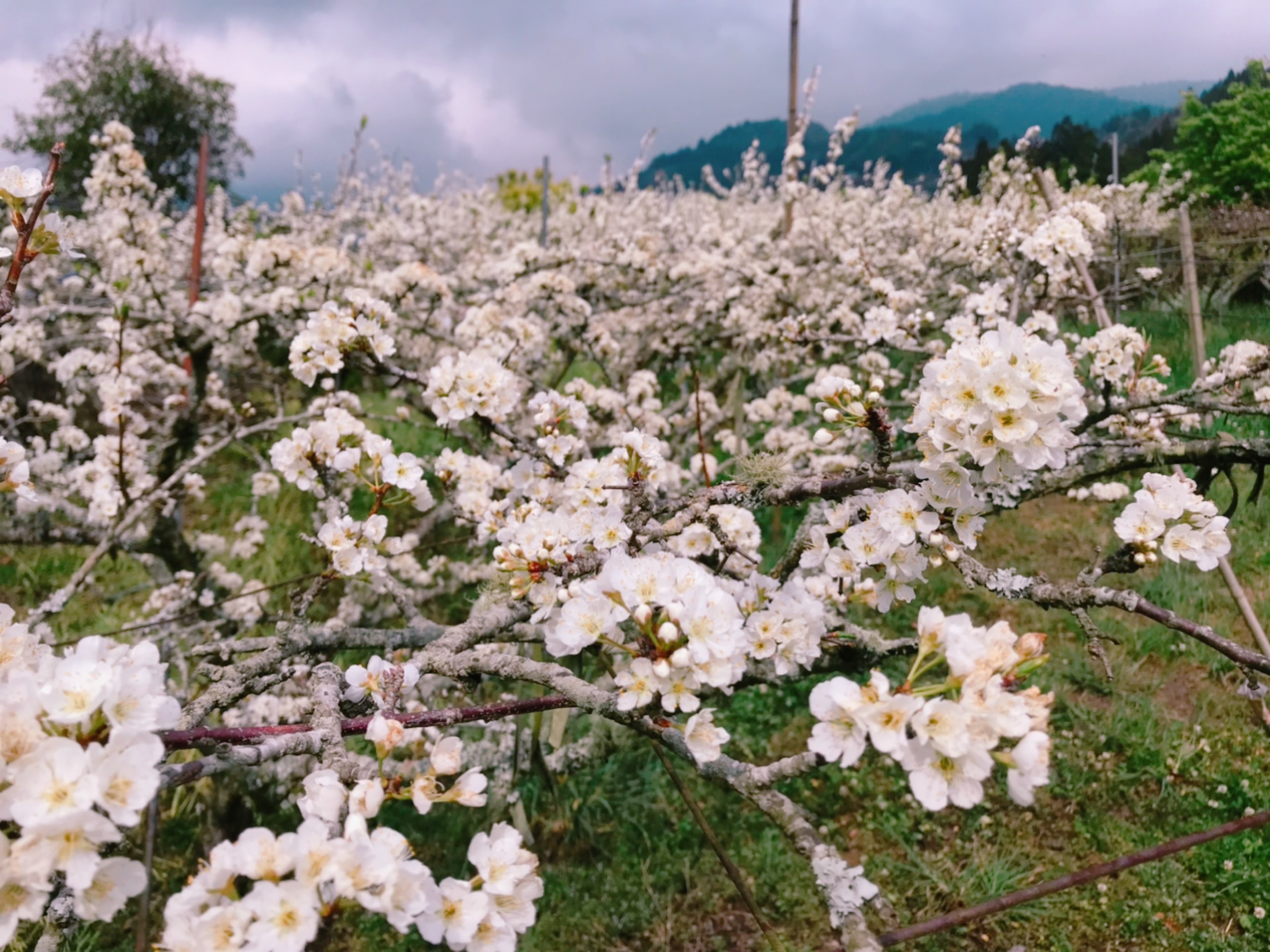 梵雲小棧-4