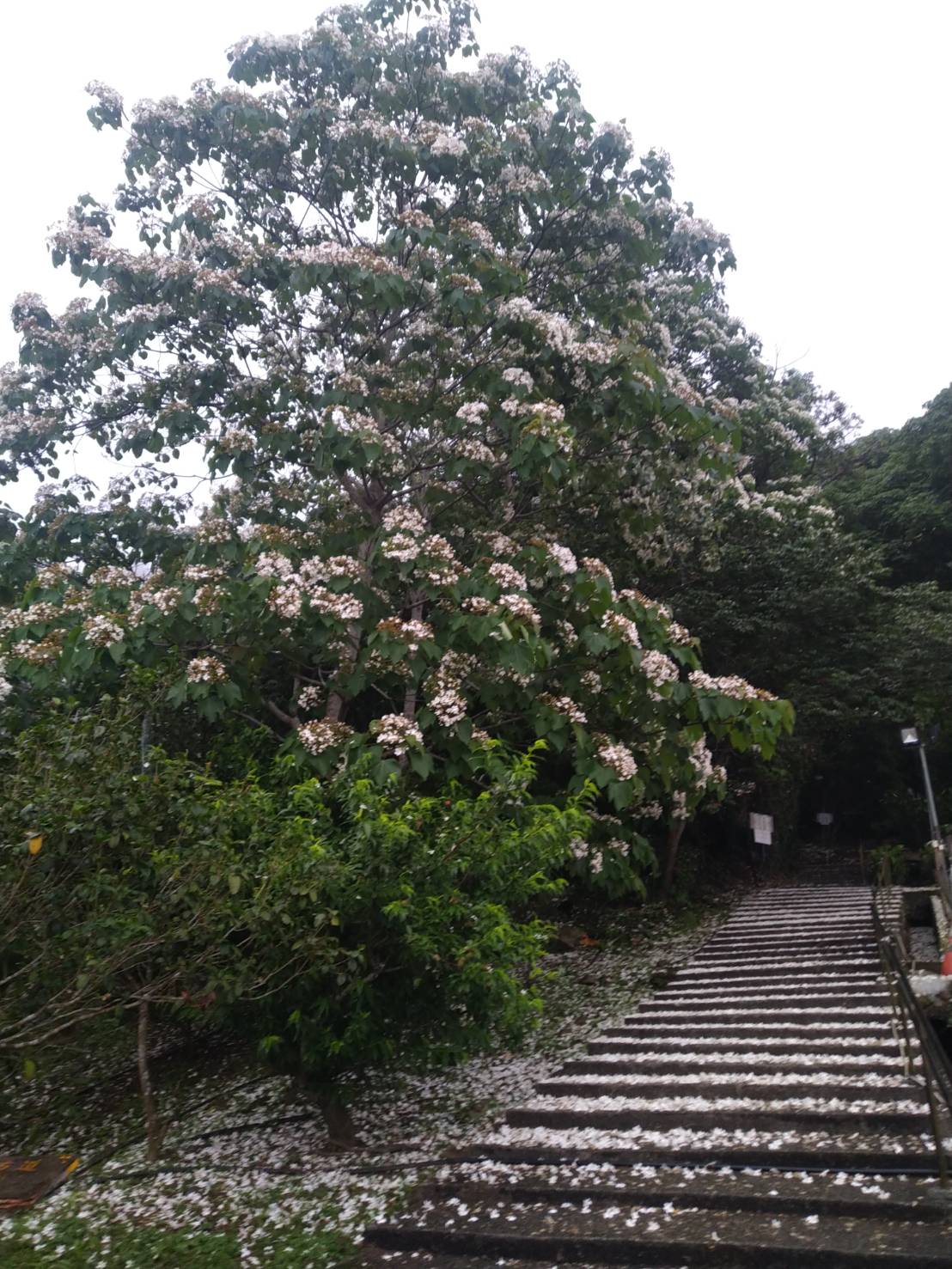 逸雲莊-17