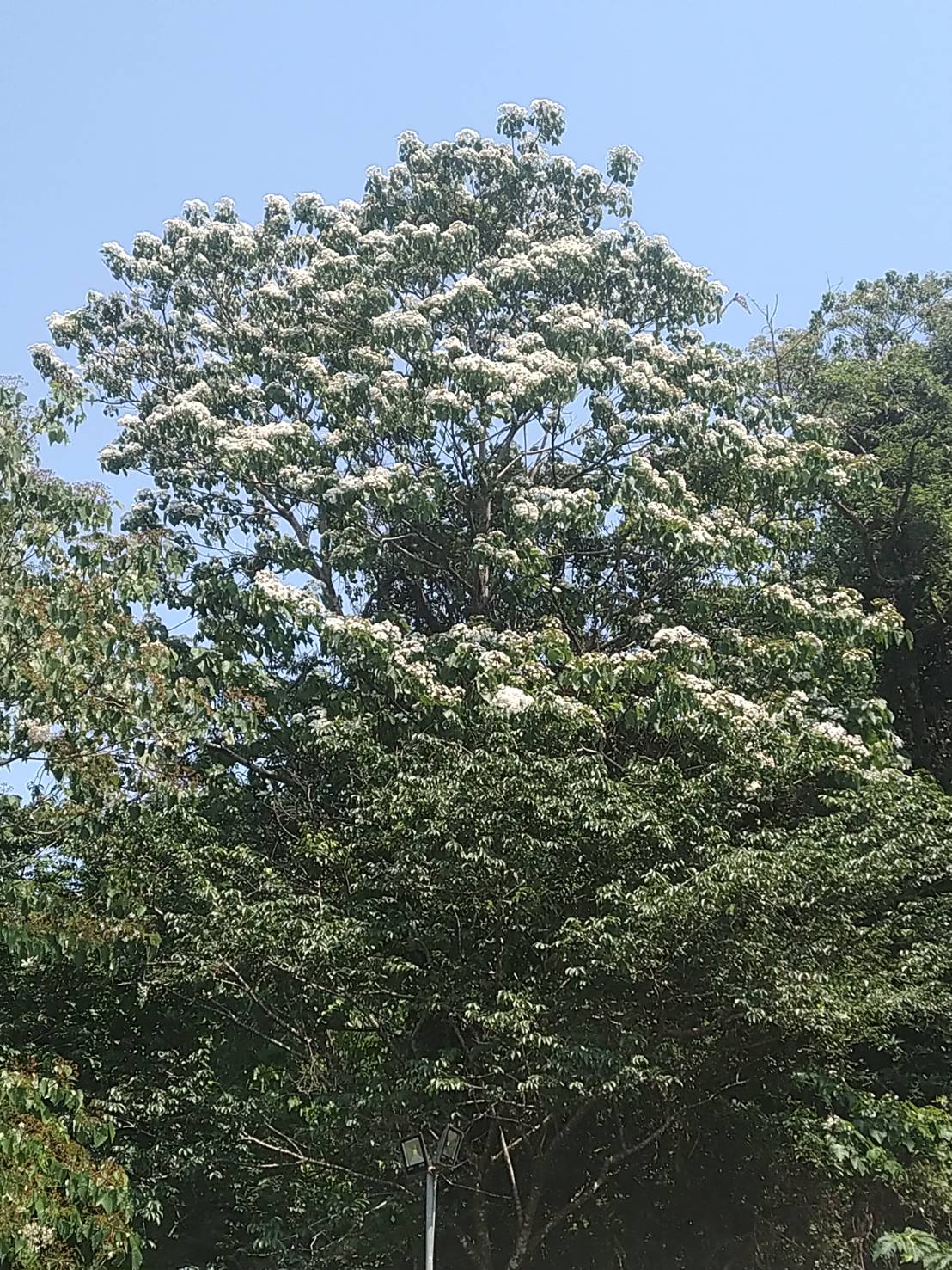 逸雲莊-14
