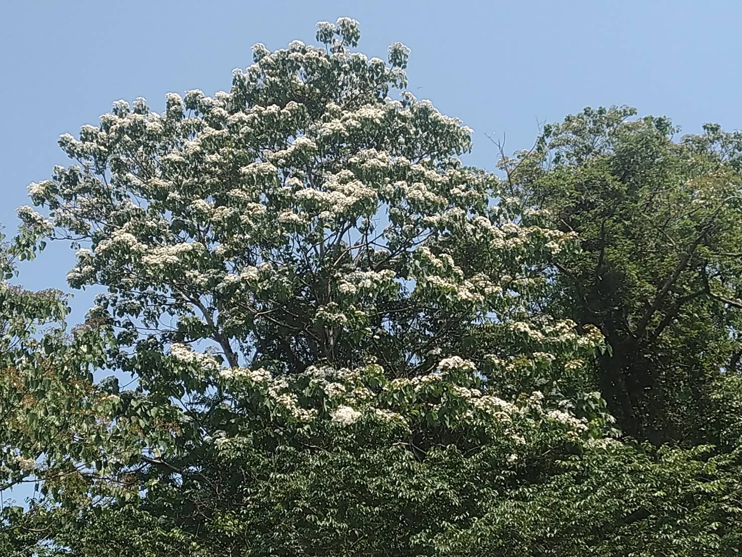 逸雲莊-13