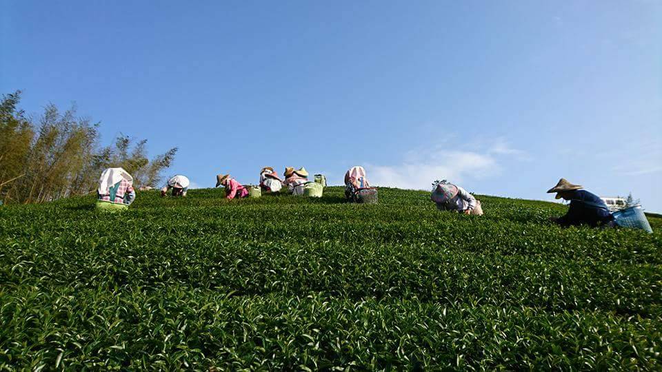 阿里阿里茶香民居的私人茶園位於阿里山區海拔1500公尺
也是看日出的最佳景點，來住阿里阿里茶香民居的房客
建議一定要到此看日出，才不枉此行(老闆娘極度推薦)