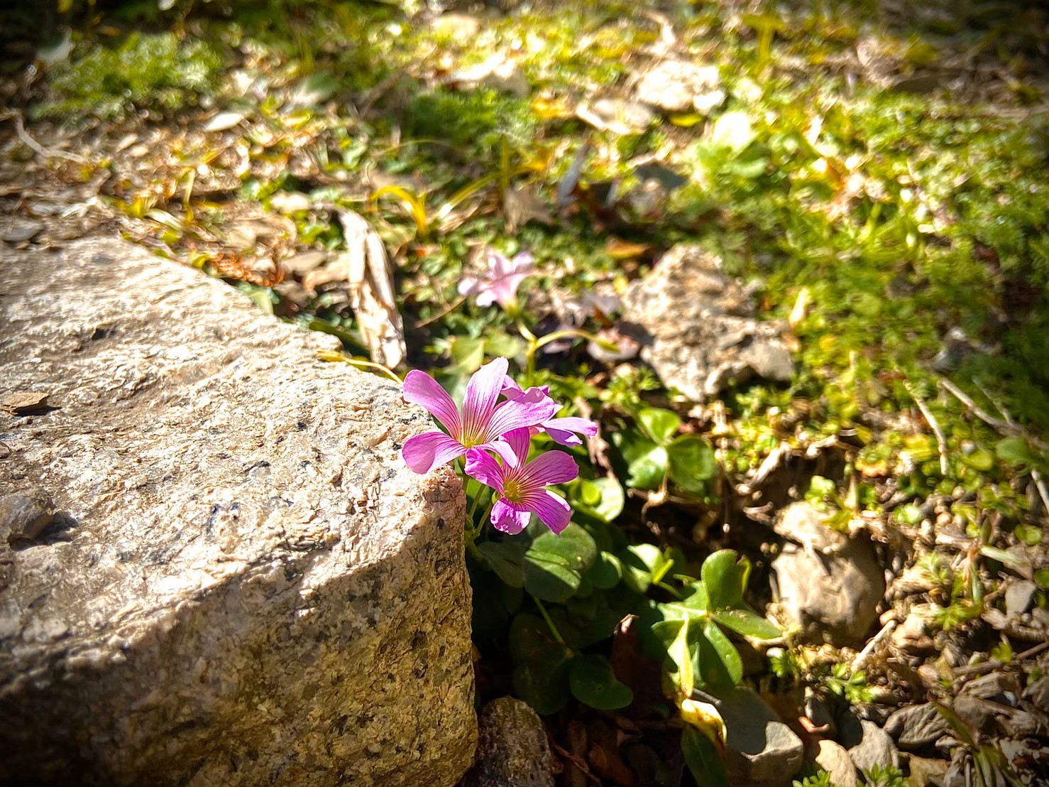 36號農場-42