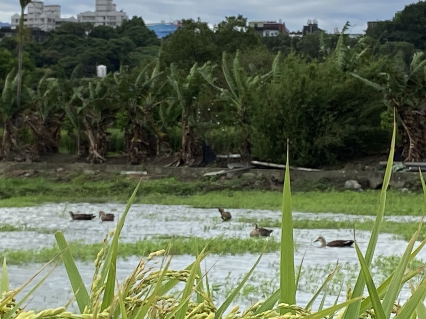 照片