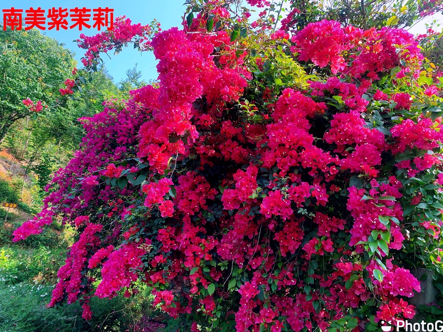 林口維多利亞民宿-10