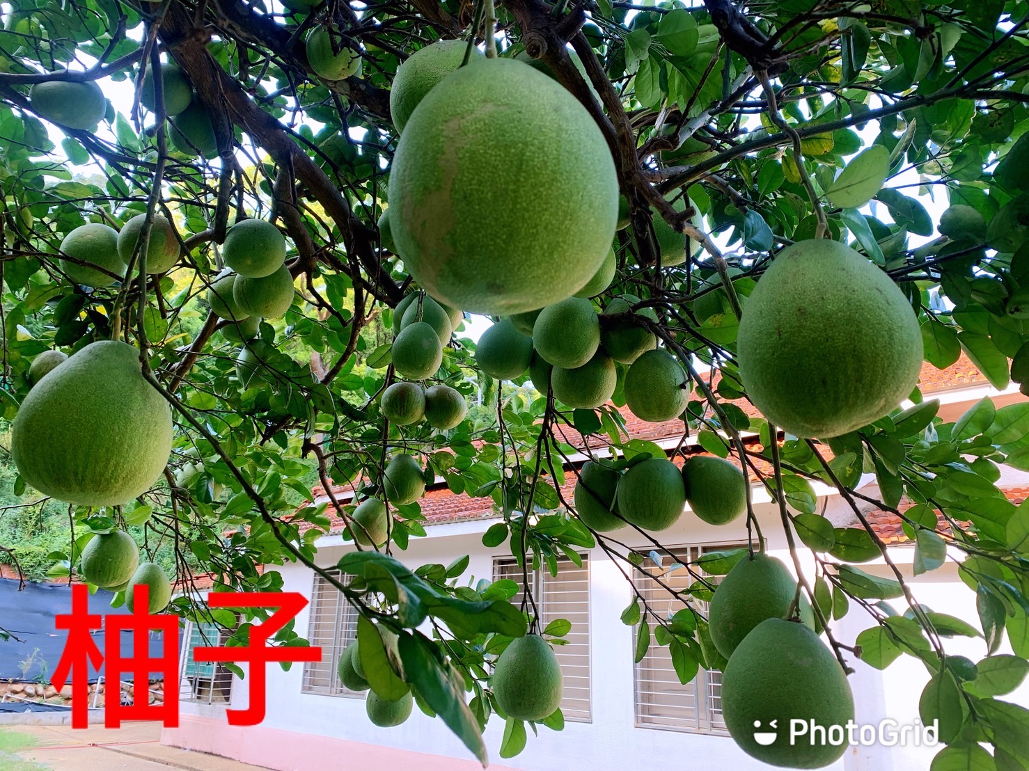 林口維多利亞民宿-5