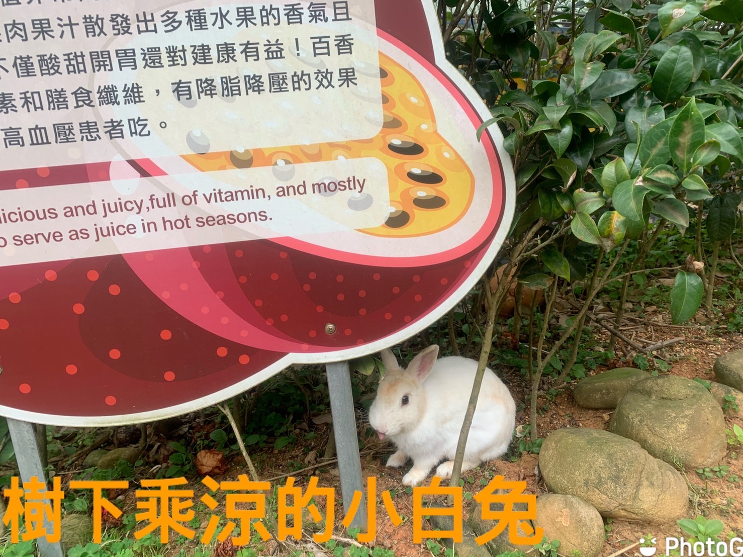 林口維多利亞民宿-2