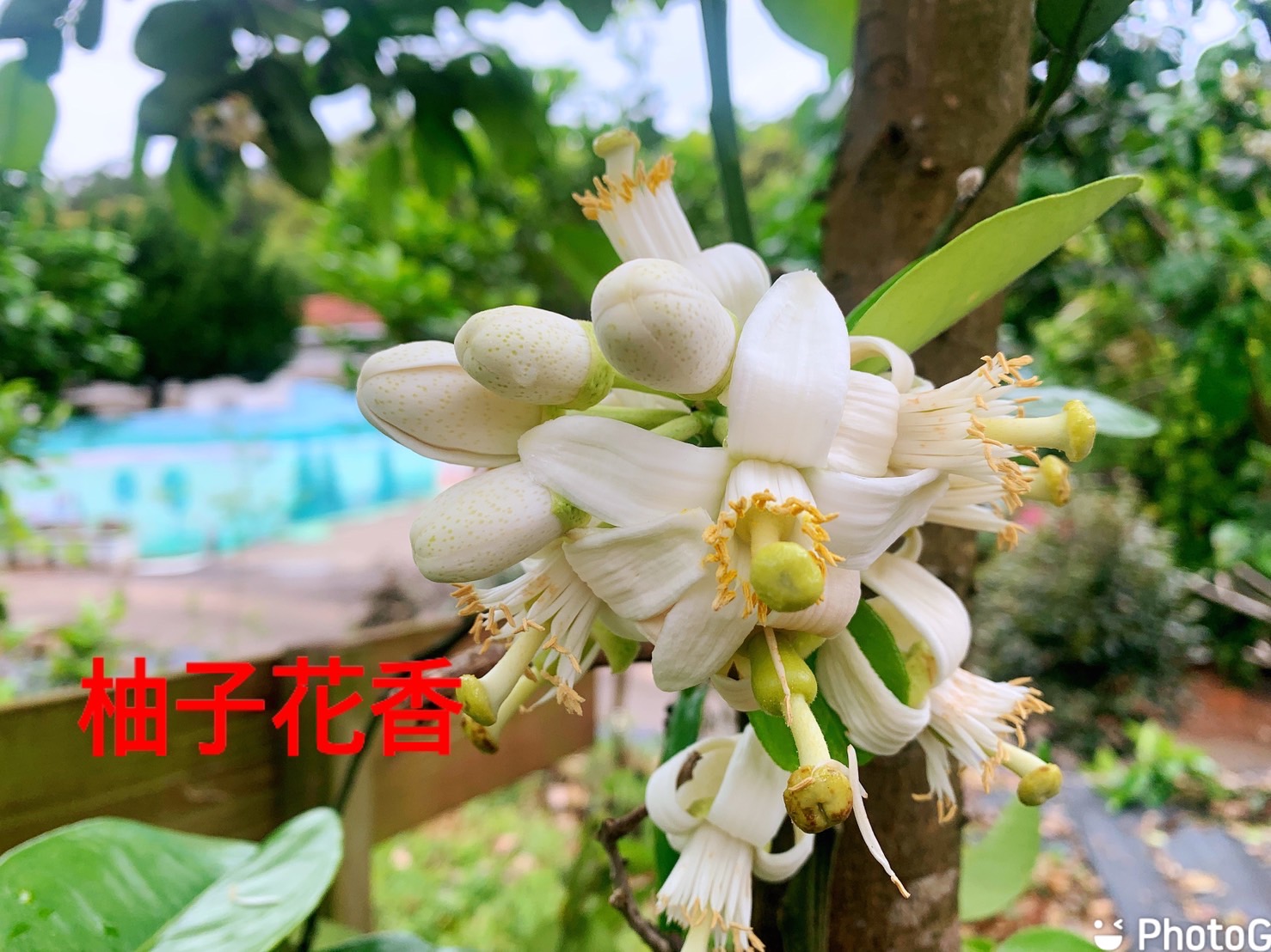 林口維多利亞民宿-11
