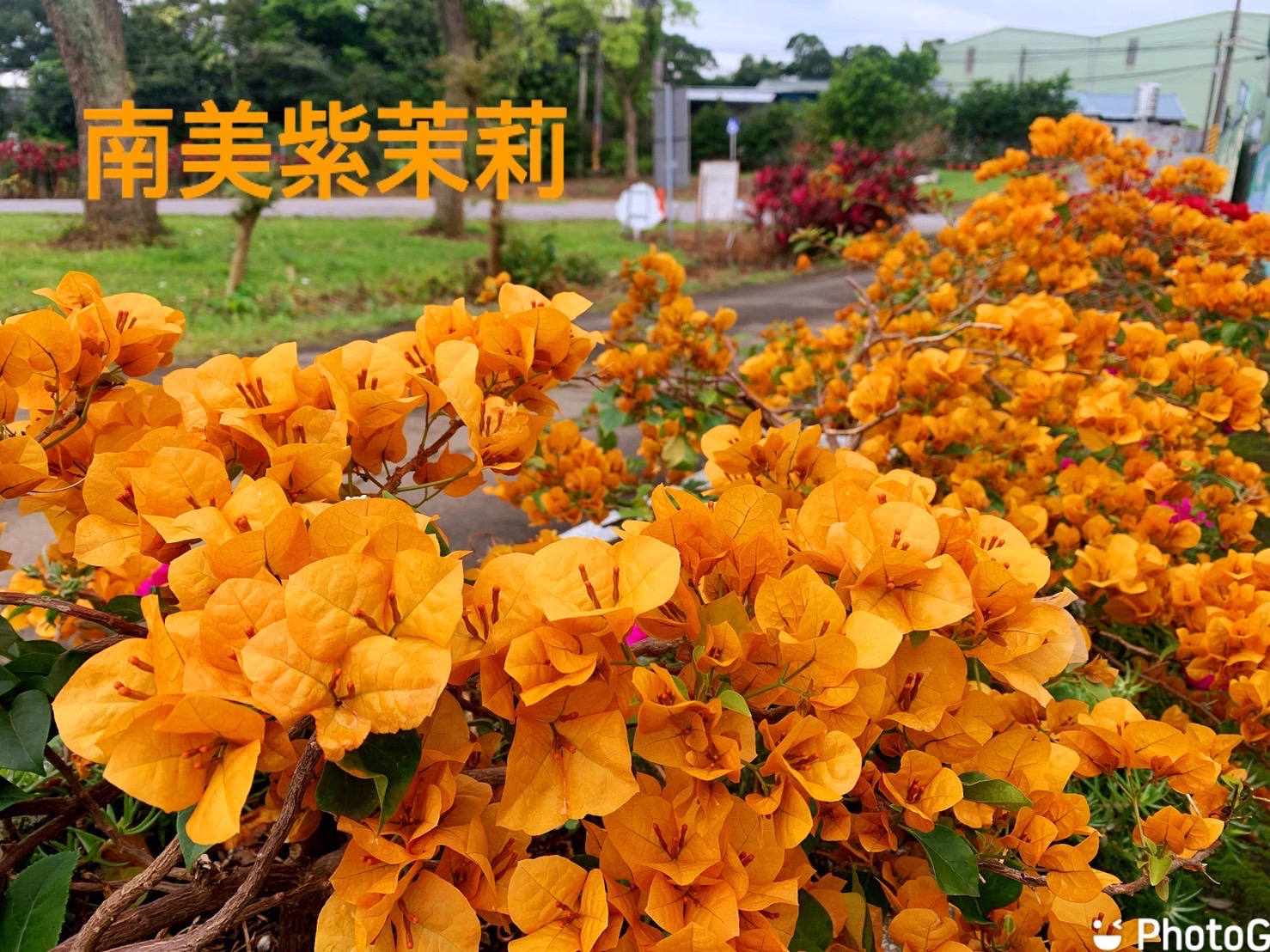 林口維多利亞民宿-12