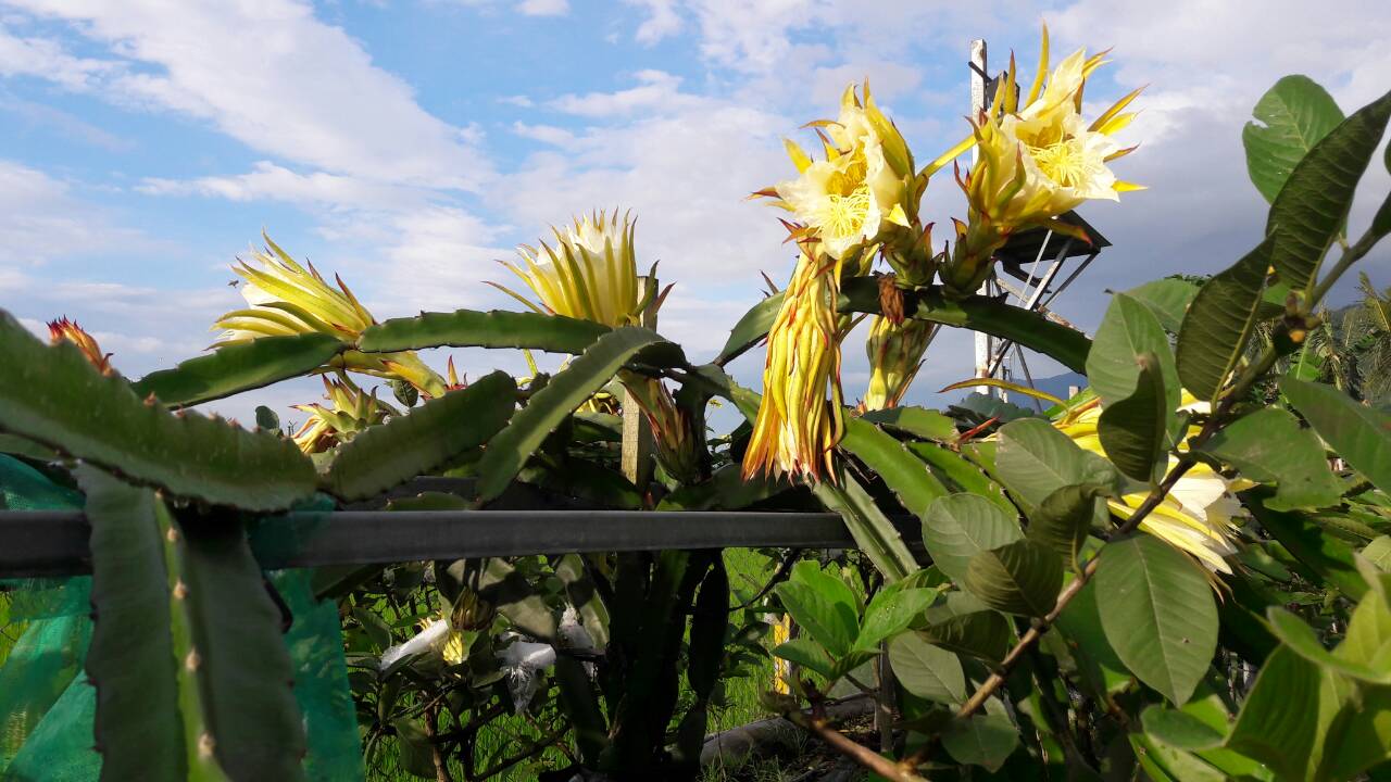 耕菓園民宿10