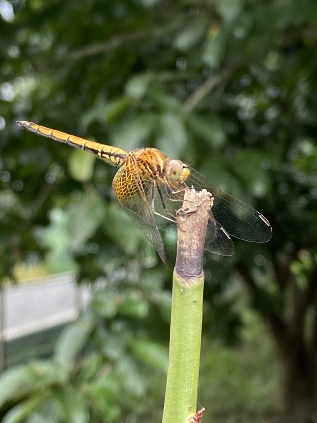 照片