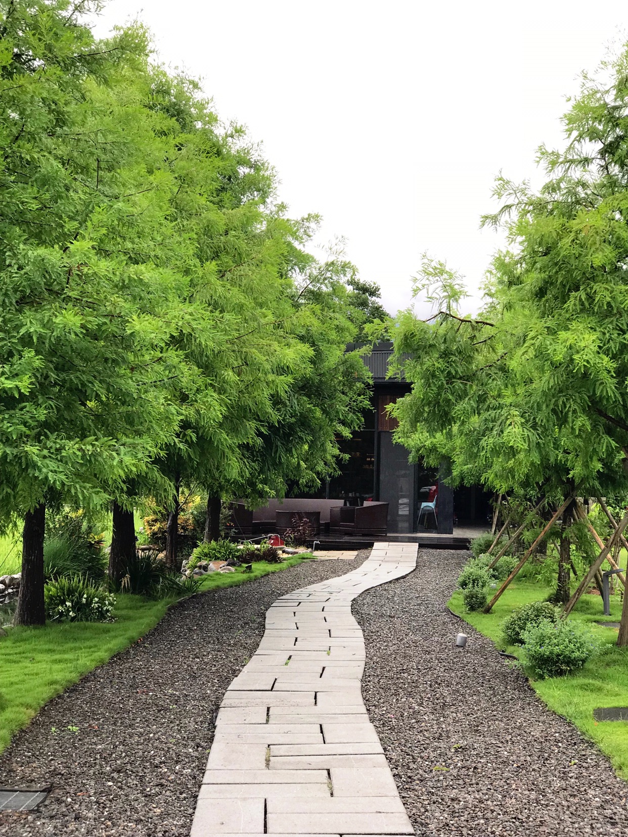 放菘-12