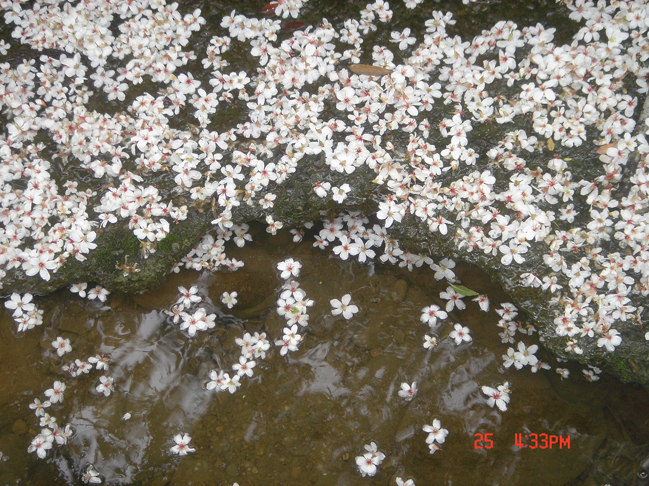 南庄好山好水民宿-1