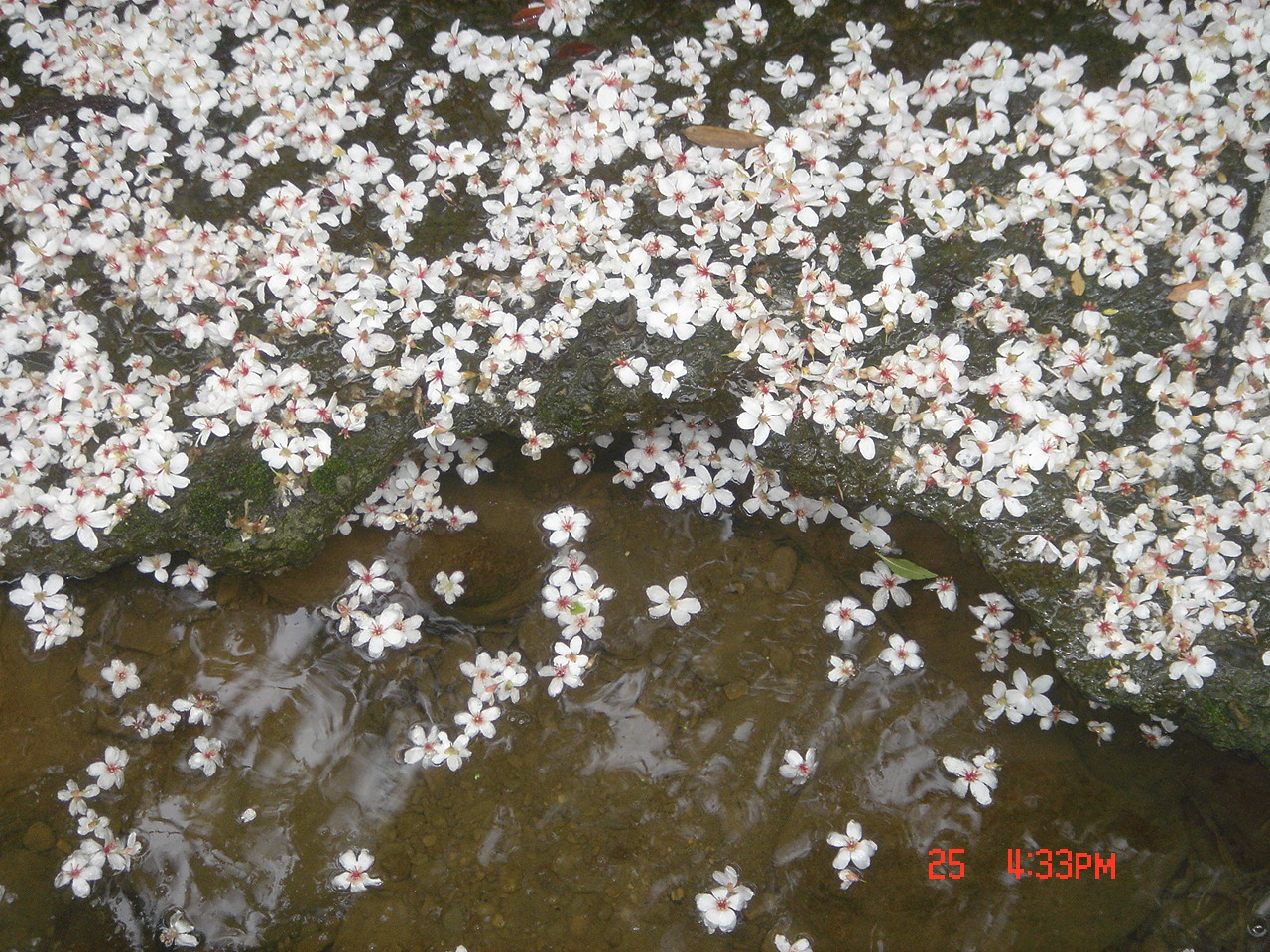 5月欣賞油桐花