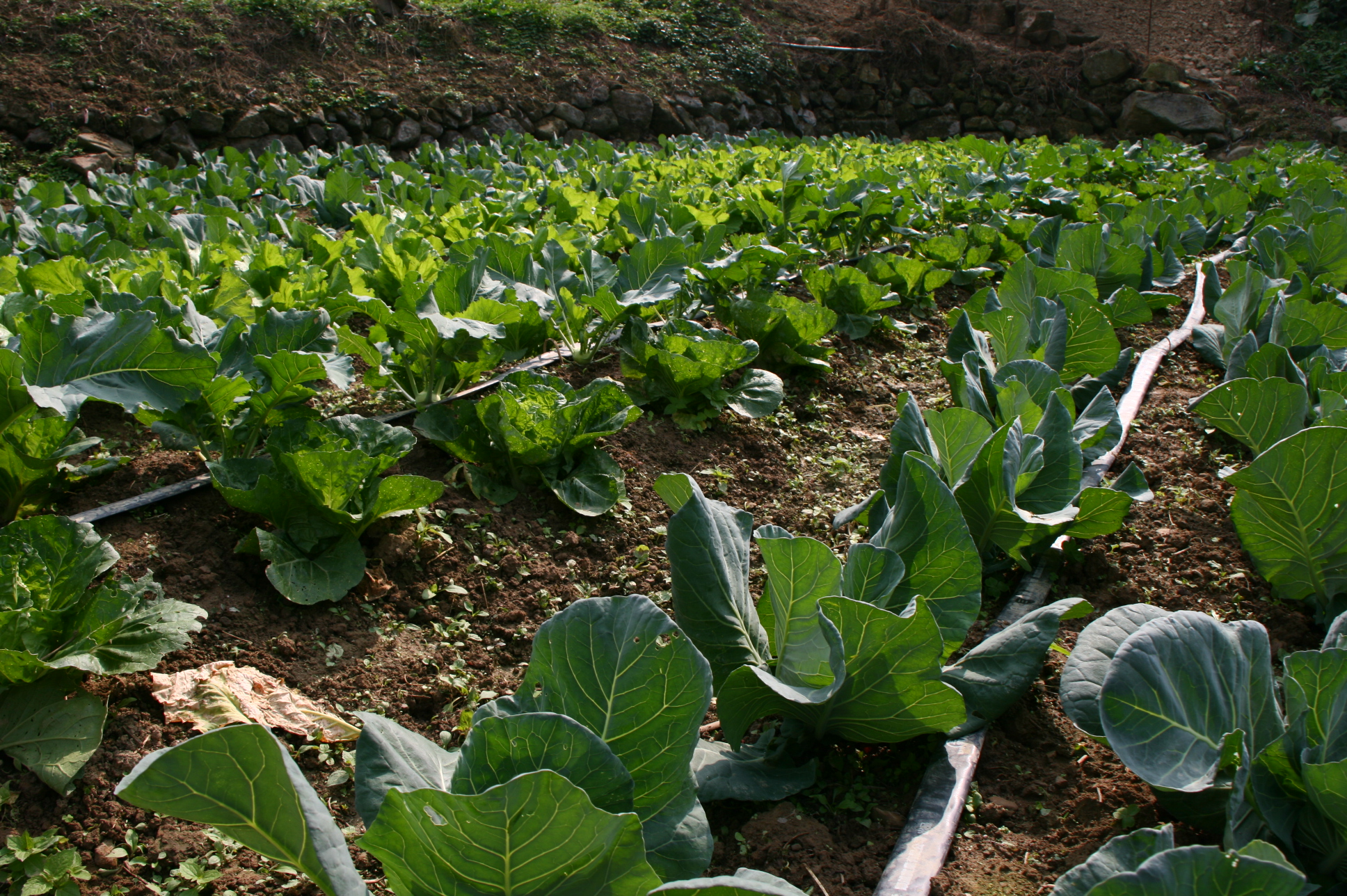 果園、菜園