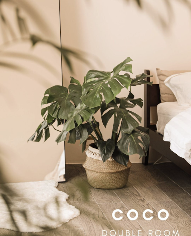 瘋狂椰子衝浪小屋-9