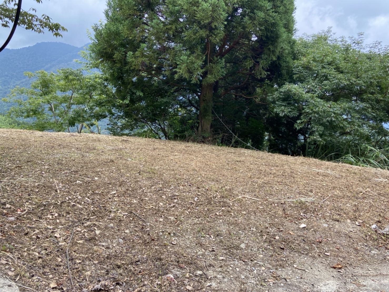 山蘇的故鄉-7