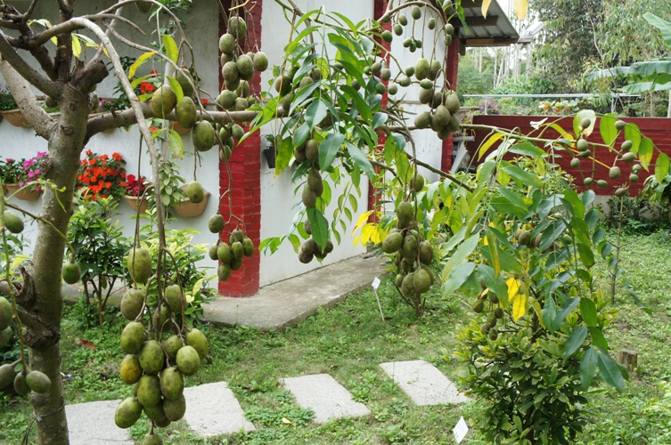 向陽田園居民宿花園