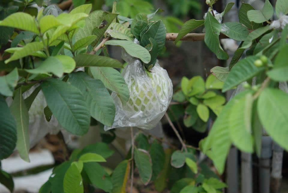 耕菓園民宿12