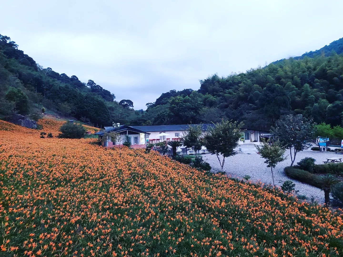 赤科山櫻之谷民宿-3