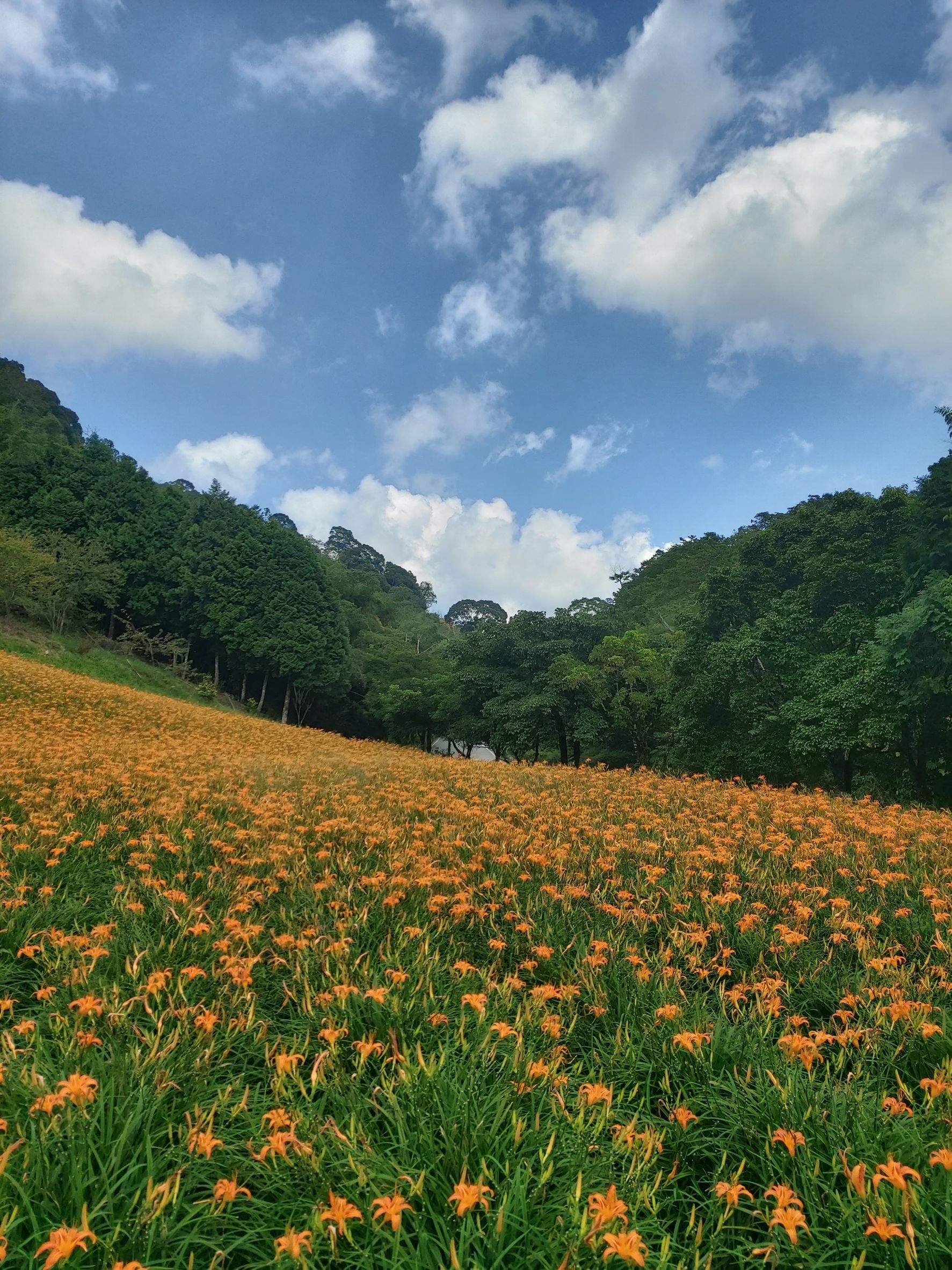 赤科山櫻之谷民宿-12