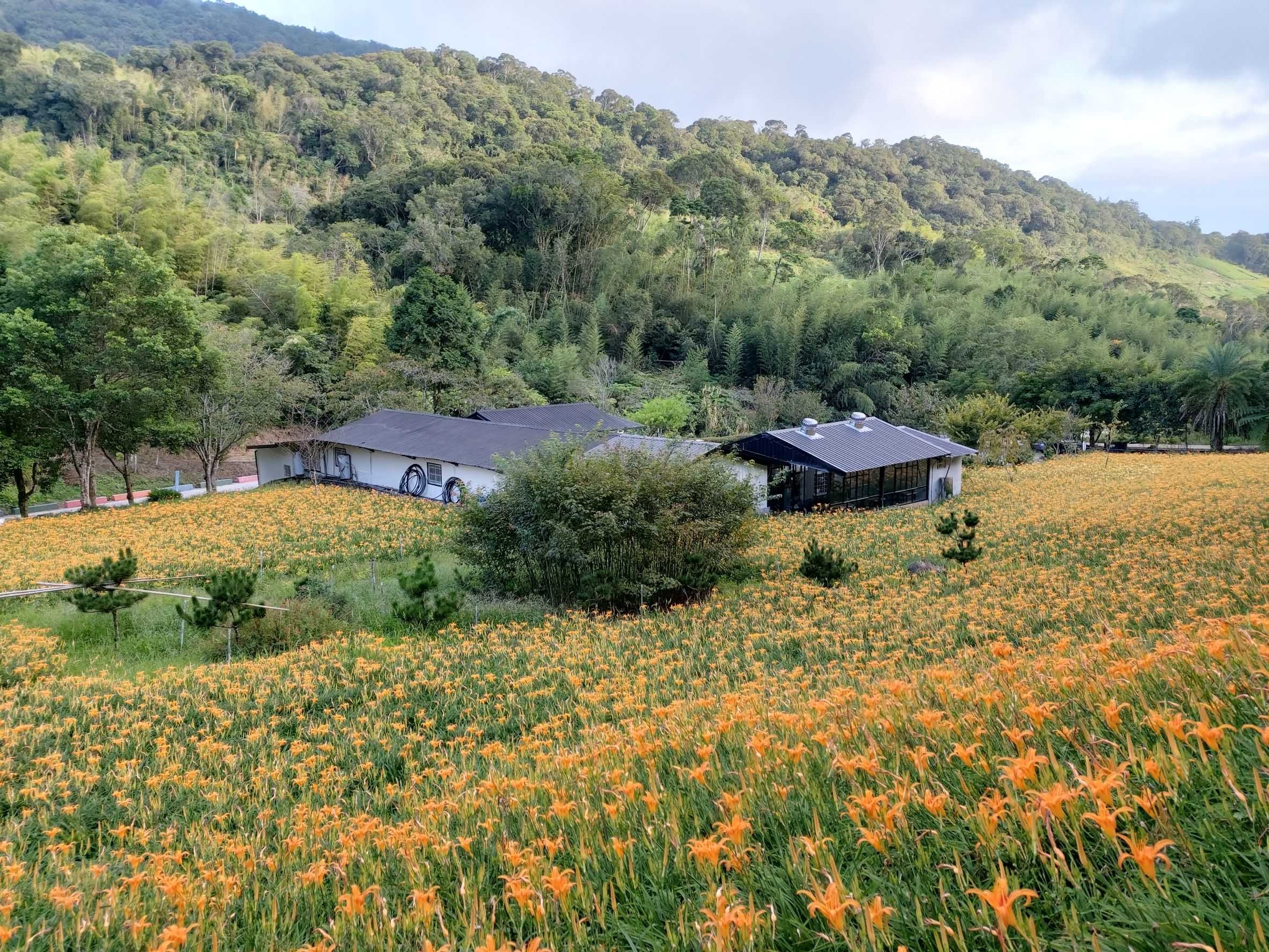 赤科山櫻之谷民宿-7