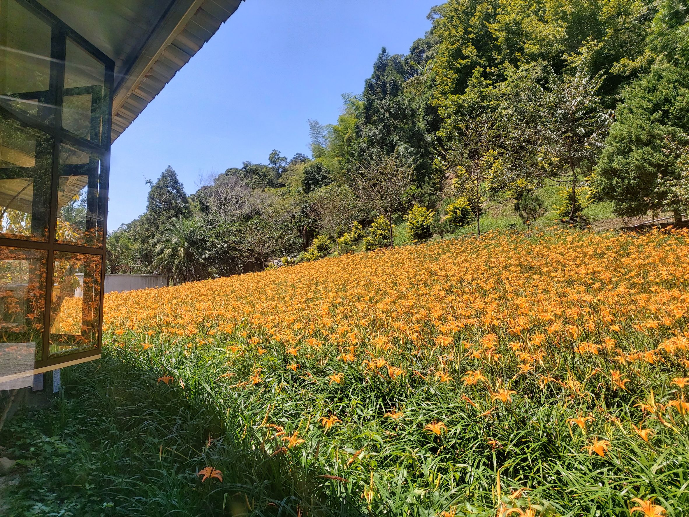 赤科山櫻之谷民宿-6