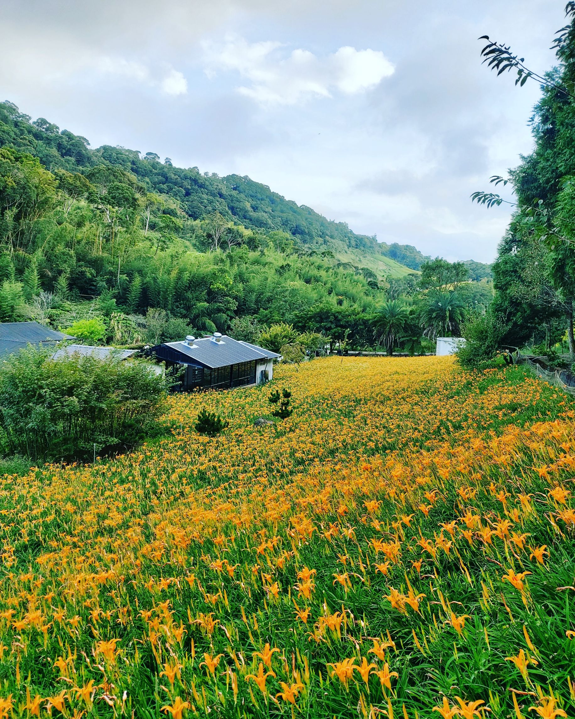 赤科山櫻之谷民宿-10