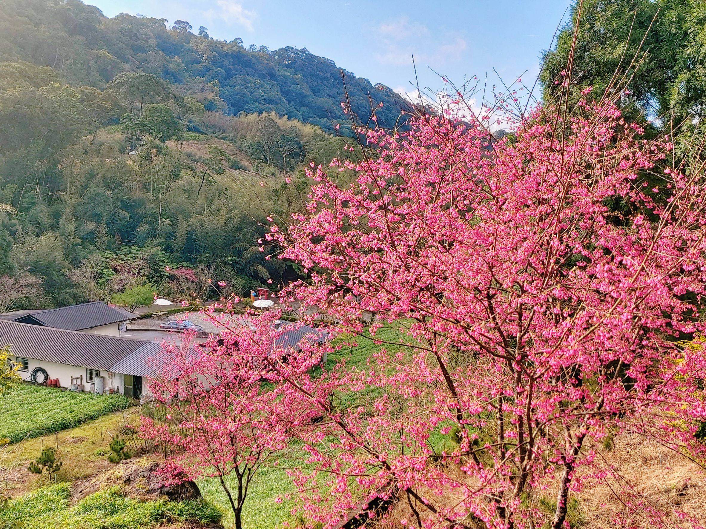 赤科山櫻之谷民宿-21