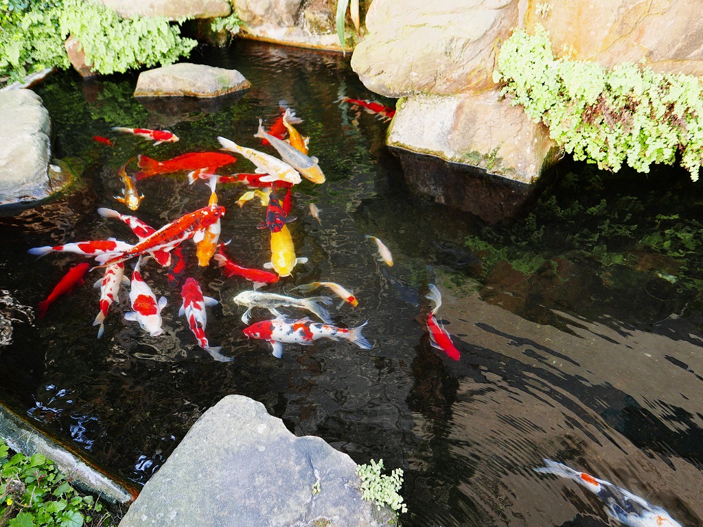 楓采汽車旅館入口處小魚池