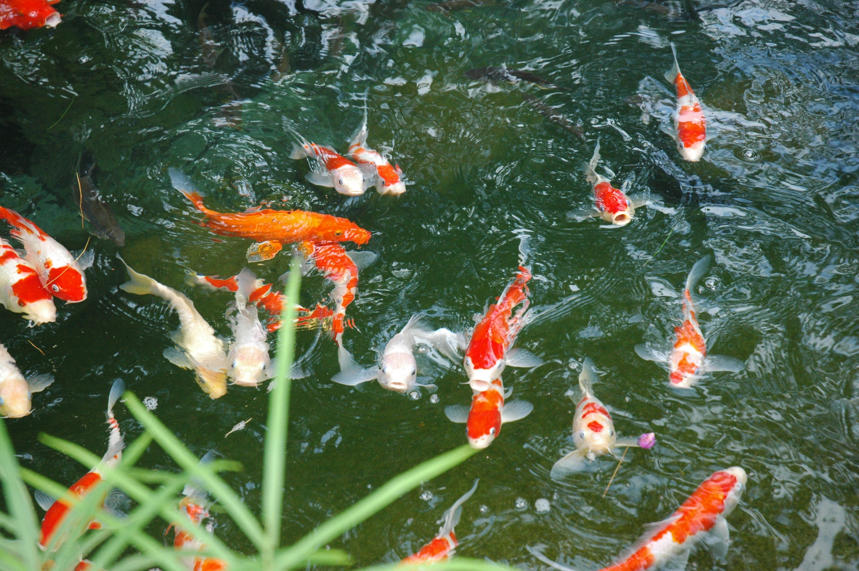 池塘水池餵魚