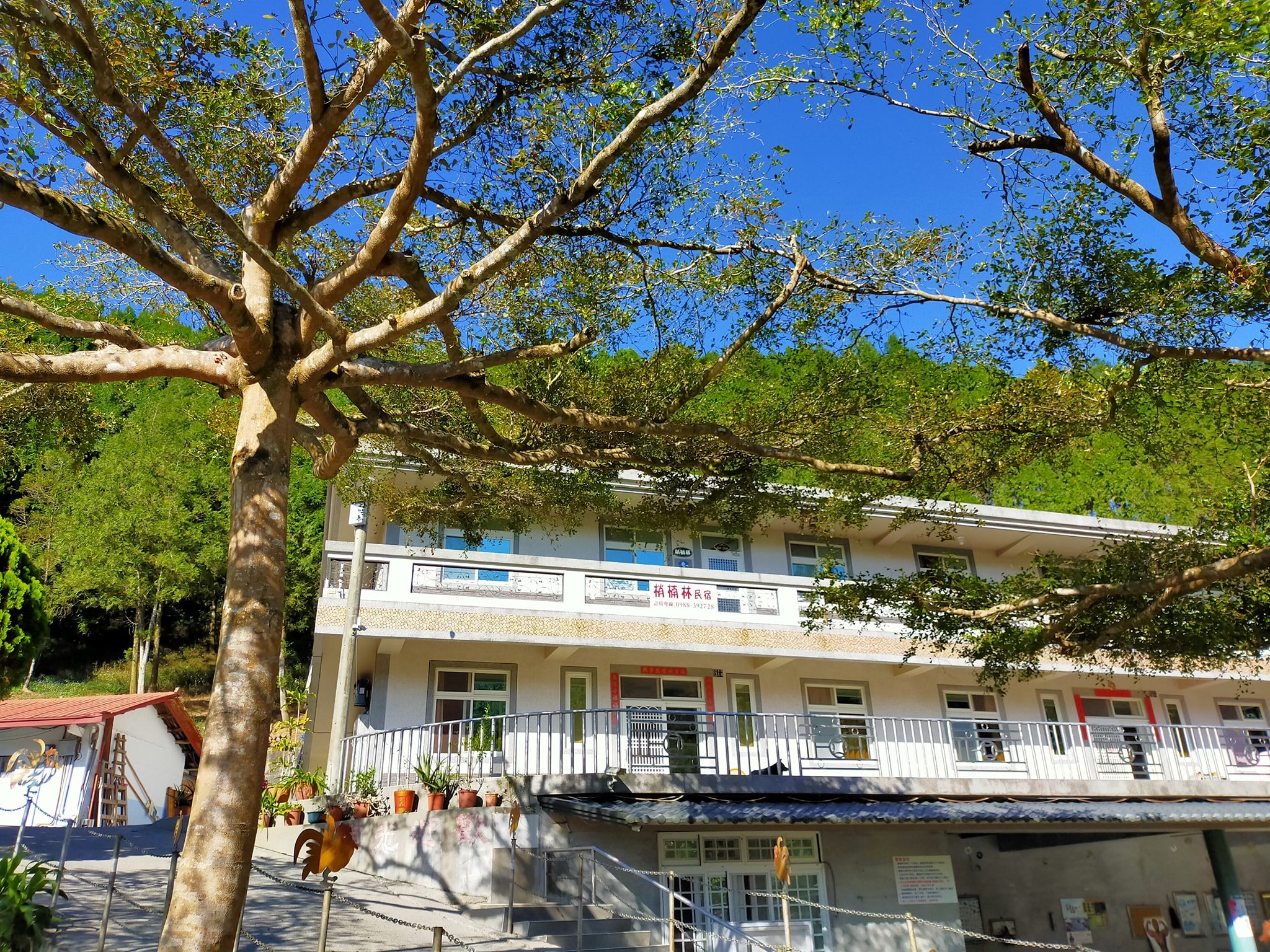 梢楠林民宿-1