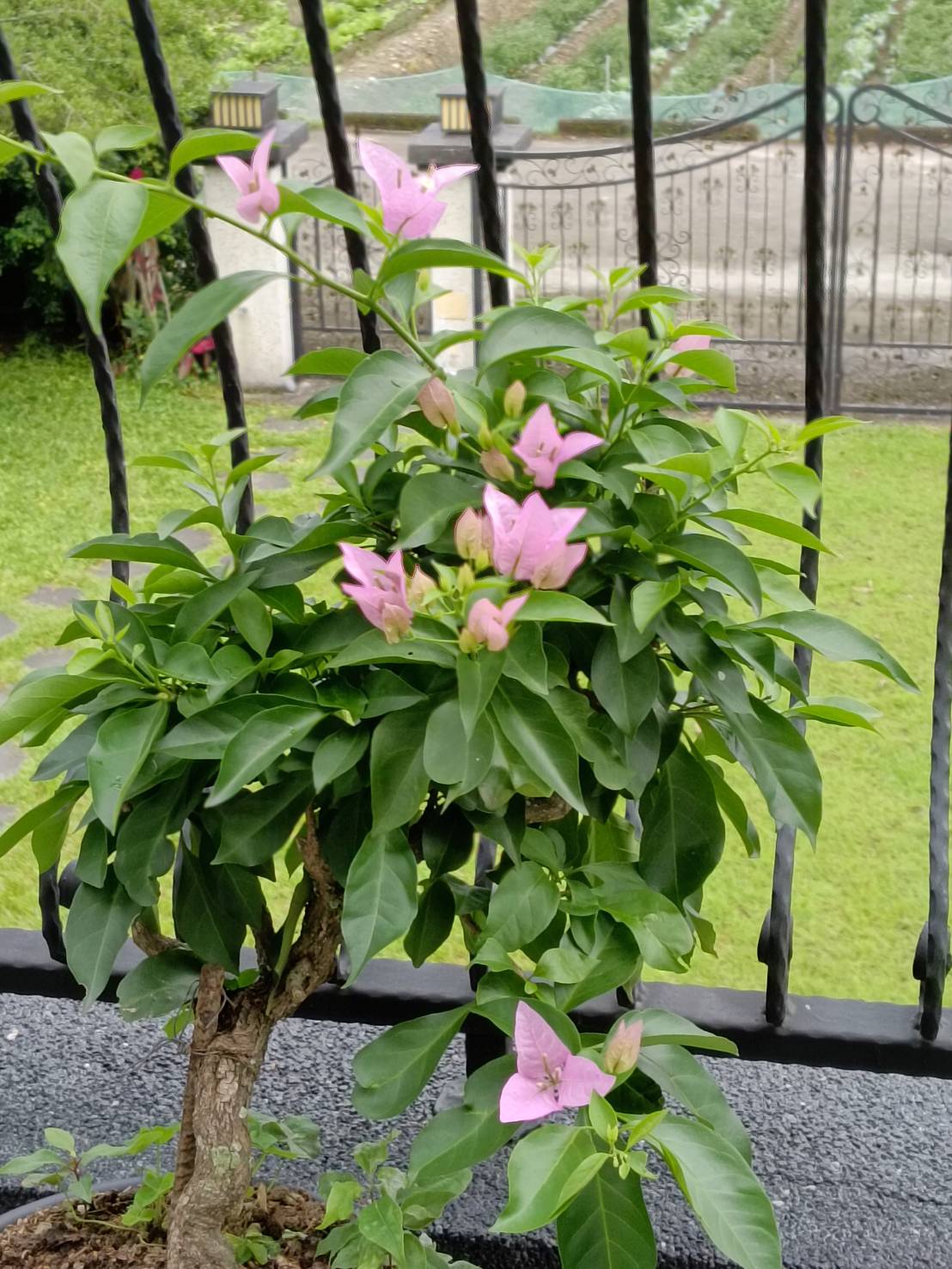 靜心莊園民宿-4