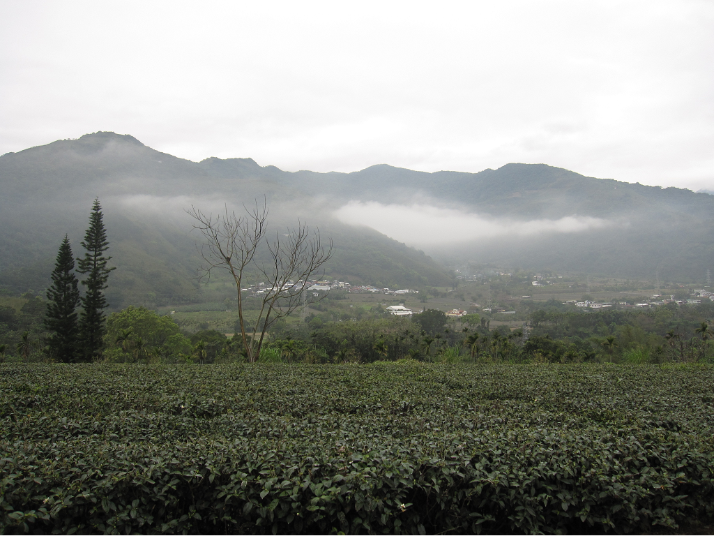 民宿前景~中央山脈.茶園