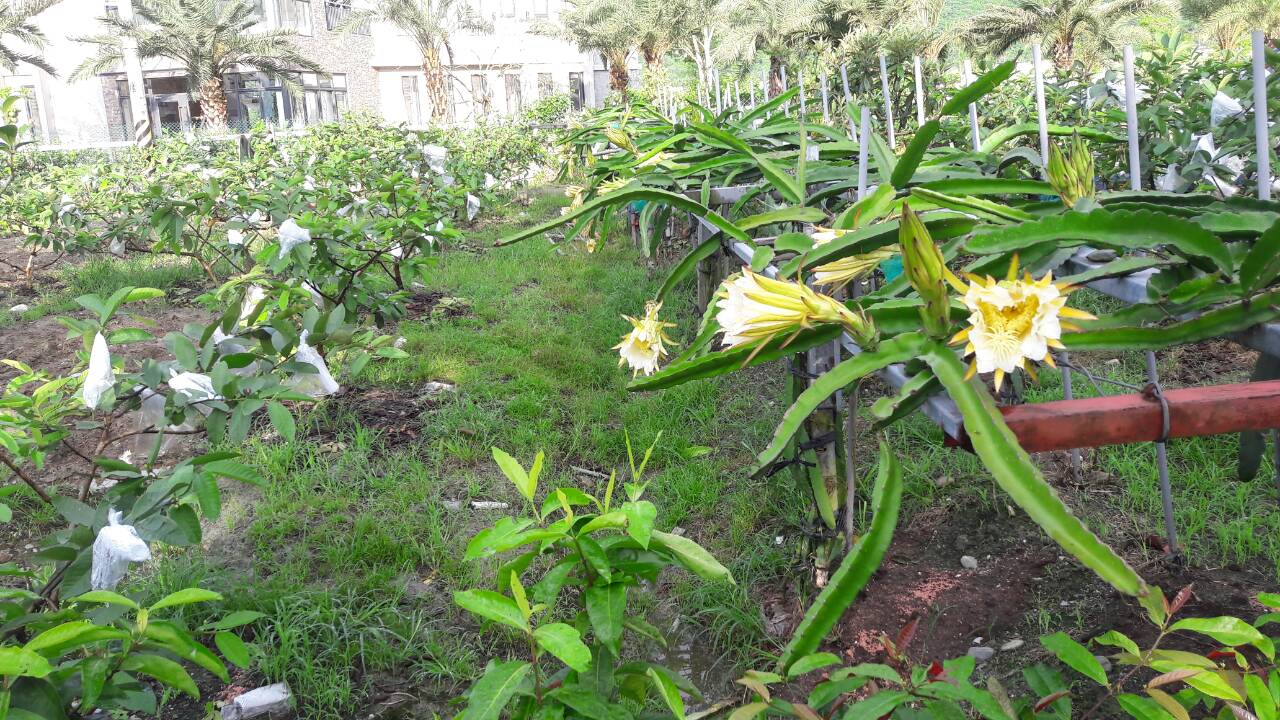 耕菓園民宿11