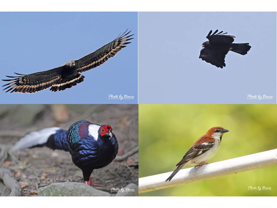 地區生態豐富 大冠鷲 一級瀕危的林雕、山麻雀、藍腹鷴在這兒都是常見的鳥類