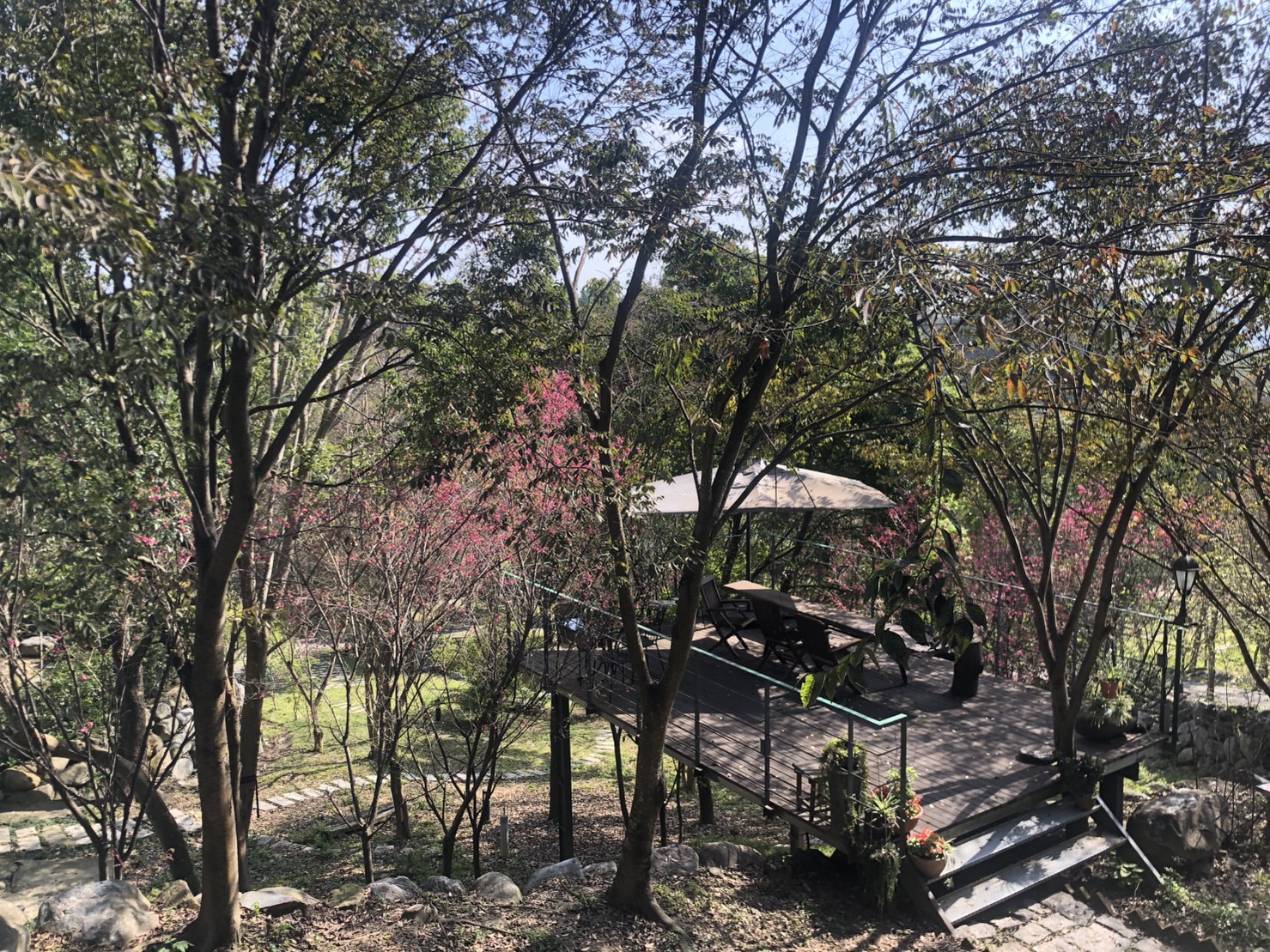 樹之間-1
